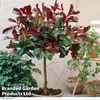 Photinia x fraseri 