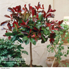 Photinia x fraseri 