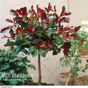 Photinia x fraseri 