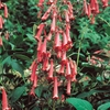 Phygelius 