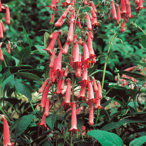 Phygelius 