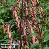 Phygelius x rectus 