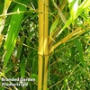Phyllostachys aureosulcata 
