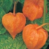 Physalis alkekengi var. franchetii (Large Plant) - 2 physalis plants in 1 litre pots
