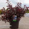 Physocarpus opulifolius 