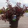 Physocarpus opulifolius 