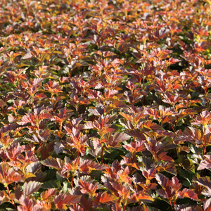 Physocarpus opulifolius 