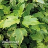 Physocarpus opulifolius 
