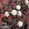 Physocarpus opulifolius 