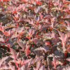 Physocarpus opulifolius 