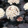 Physocarpus opulifolius 