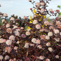 Physocarpus opulifolius 