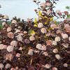 Physocarpus opulifolius 