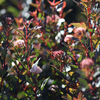 Physocarpus opulifolius 
