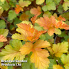 Physocarpus opulifolius 