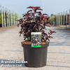 Physocarpus opulifolius 