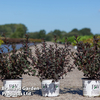 Physocarpus opulifolius 