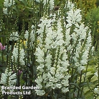 Physostegia virginiana 