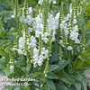 Physostegia virginiana 