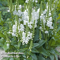 Physostegia virginiana 