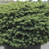 Picea abies 