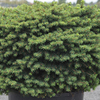 Picea abies 