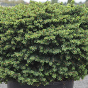 Picea abies 