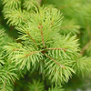 Picea glauca 