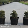 Picea glauca 