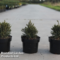 Picea glauca 