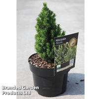 Picea glauca 
