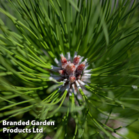 Picea omorika 