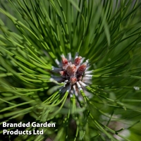 Picea omorika 