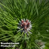 Picea omorika 