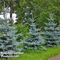 Picea pungens 