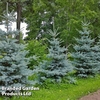 Picea pungens 