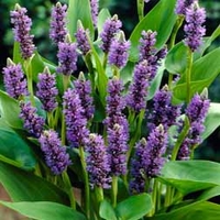 Pickerel Hyacinth (Purple) - 3 pickerel hyacinth plants in 9cm pots