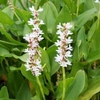 Pickerel Hyacinth (White) - 3 pickerel hyacinth plants in 9cm pots