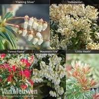Pieris Collection