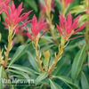 Pieris 