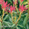 Pieris 