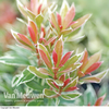 Pieris japonica 