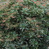 Pieris japonica 