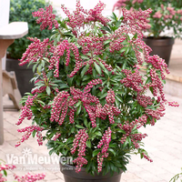 Pieris japonica 