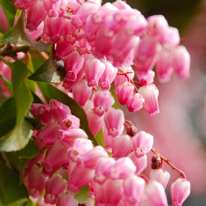 Pieris japonica 