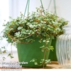 Pilea glaucophylla
