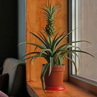 Pineapple Plant