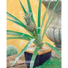 Pineapple Plant
