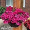 Pink Shockwave Pre-Planted Basket