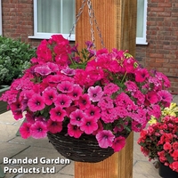 Pink Shockwave Pre-Planted Basket
